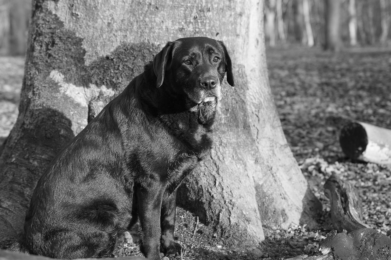 Tips for Keeping Senior Pets Comfortable in Hot Weather